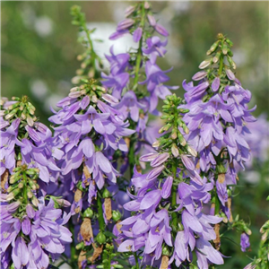 Adenophora 'Gaudi Violet'